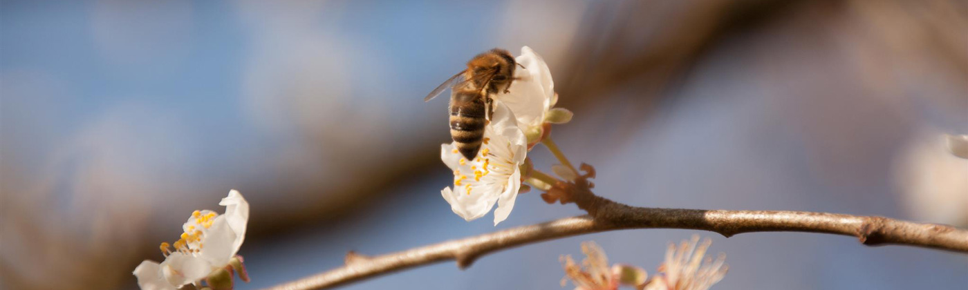 ape durante l'impollinazione