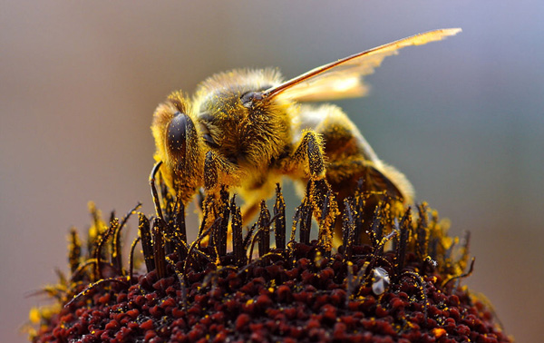 ape durante l'impollinazione