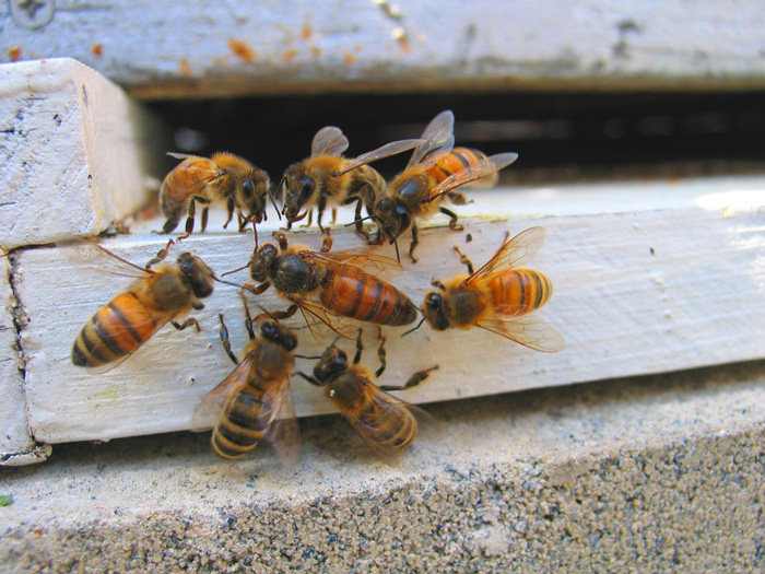 api operaie e ape regina