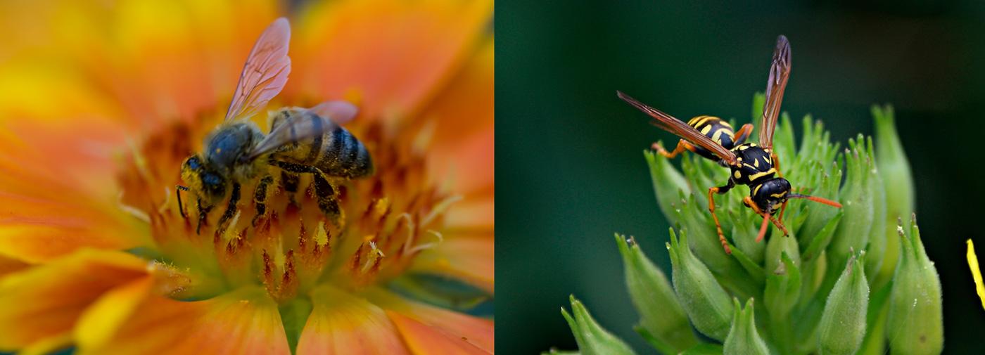 ape e vespa a confronto