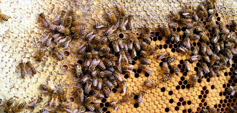 api operaie al lavoro